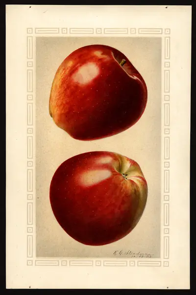 USDA watercolor illustration of DELICIOUS