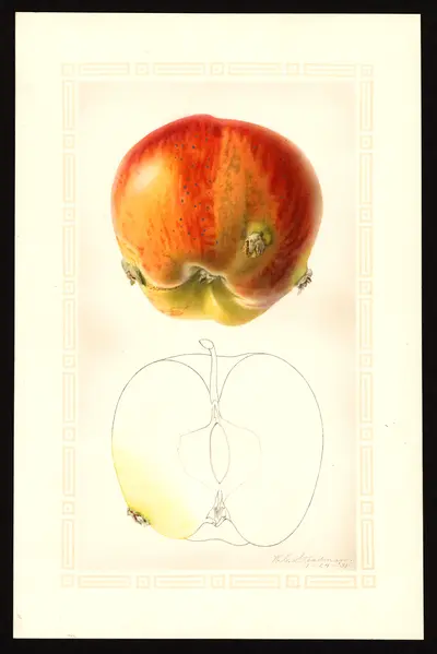 USDA watercolor illustration of DELICIOUS