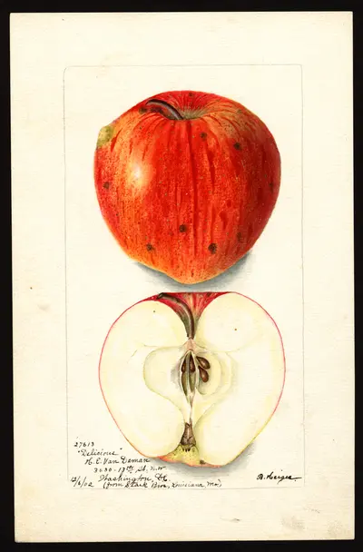 USDA watercolor illustration of DELICIOUS