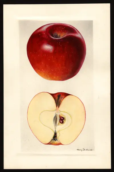 USDA watercolor illustration of DELICIOUS