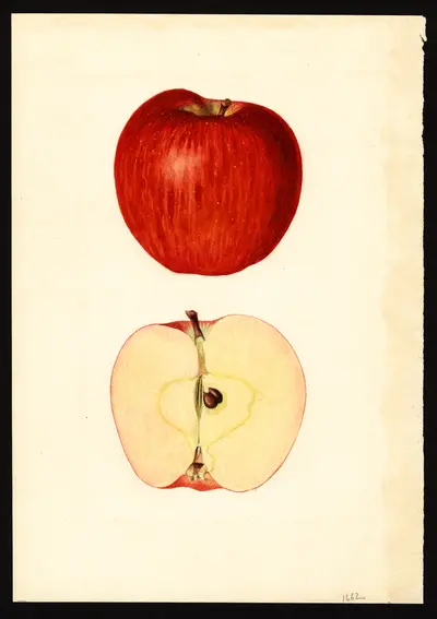 USDA watercolor illustration of DELICIOUS