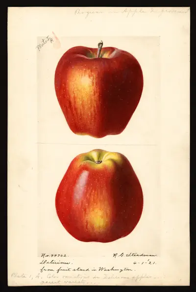 USDA watercolor illustration of DELICIOUS