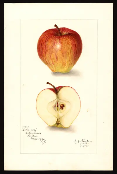 USDA watercolor illustration of DELICIOUS