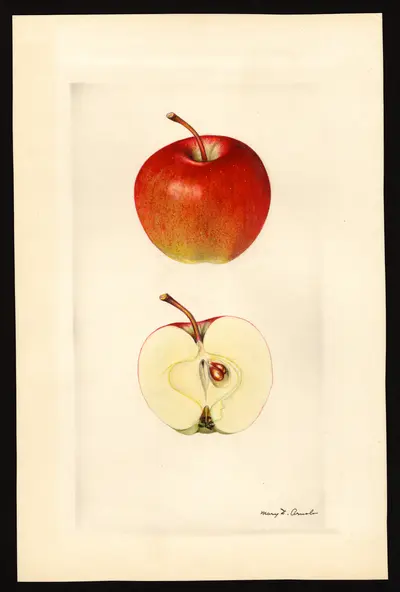 USDA watercolor illustration of DELICIOUS