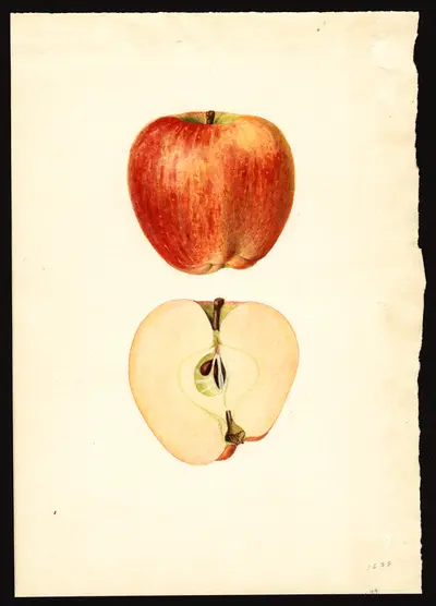 USDA watercolor illustration of DELICIOUS