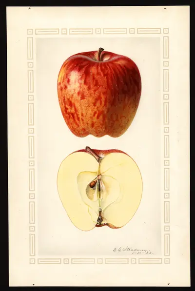 USDA watercolor illustration of DELICIOUS
