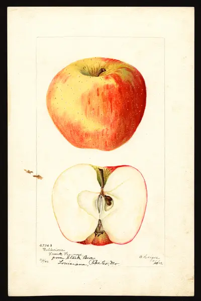 USDA watercolor illustration of DELICIOUS