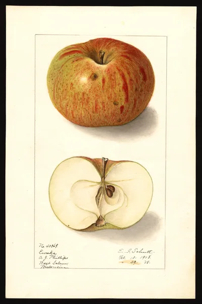 USDA watercolor illustration of Eureka