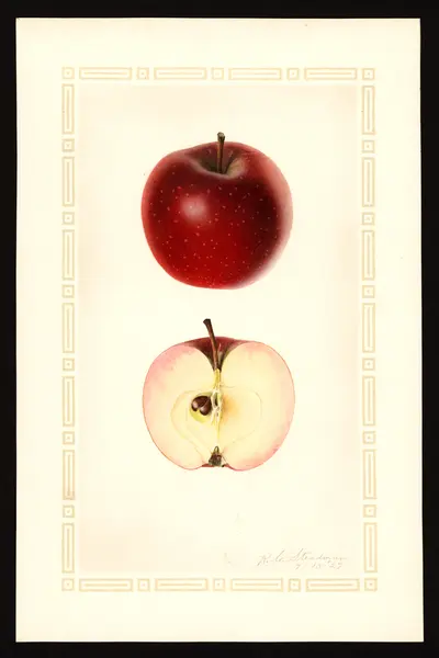 USDA watercolor illustration of Kentucky Red