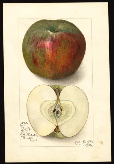 Watercolor of Prince Albert