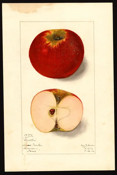 USDA watercolor illustration of Winthrop Greening