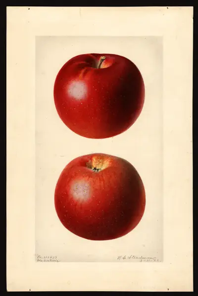 Watercolor of Limbertwig