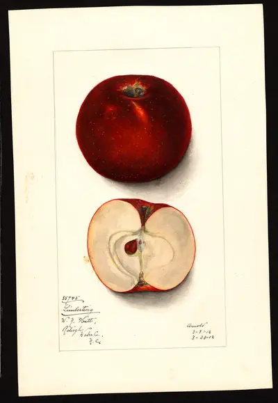 USDA watercolor illustration of Limbertwig