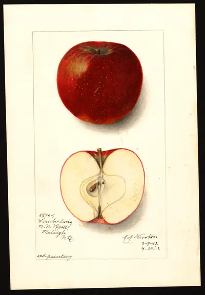 USDA watercolor illustration of Limbertwig