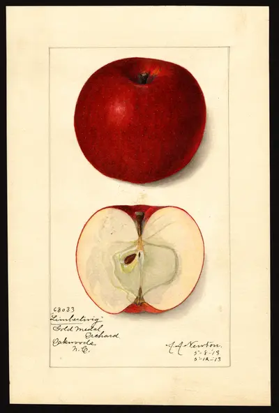 USDA watercolor illustration of Limbertwig