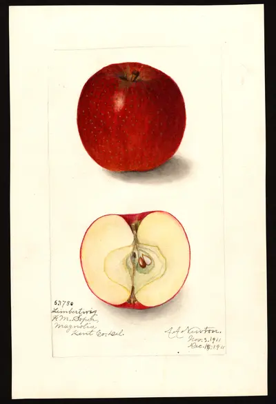 USDA watercolor illustration of Limbertwig