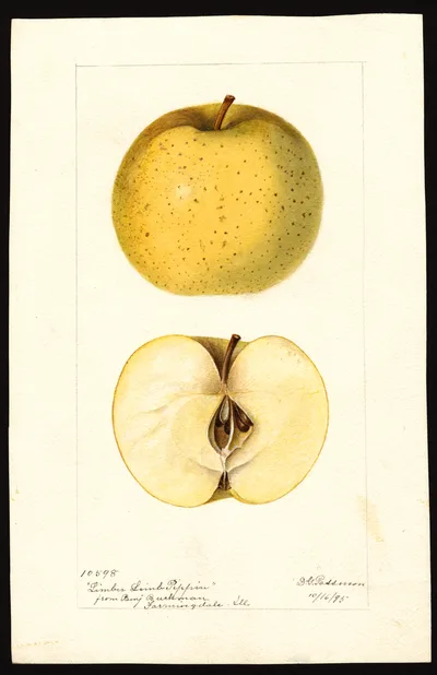 Watercolor of Limber Limb Pippin