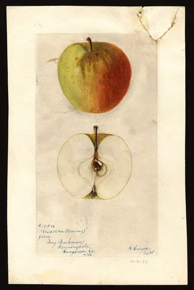 Watercolor of Middleton Greening
