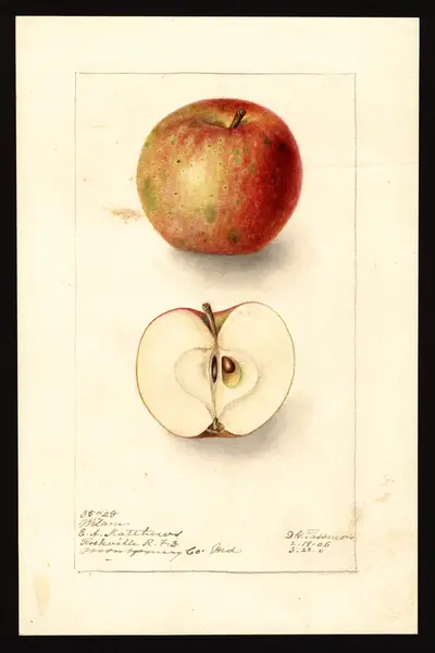 USDA watercolor illustration of Milam