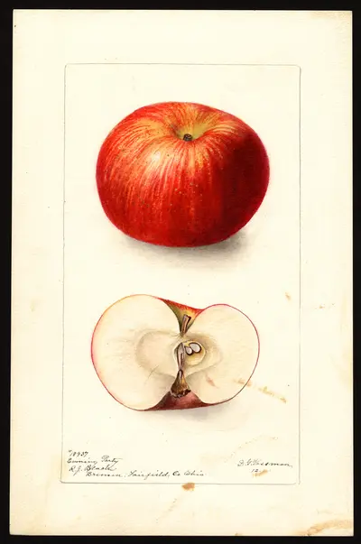 USDA watercolor illustration of Evening Party