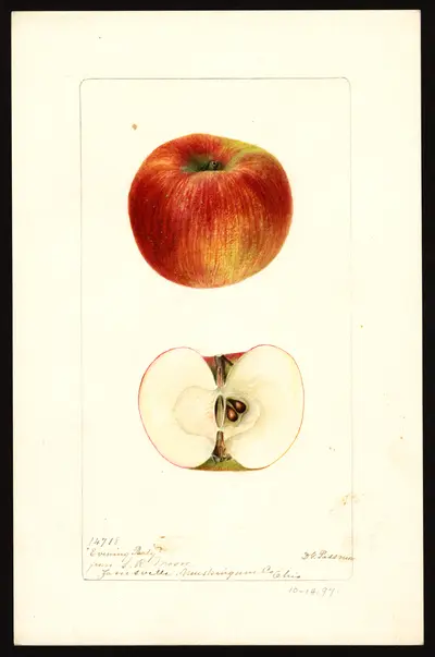 USDA watercolor illustration of Evening Party