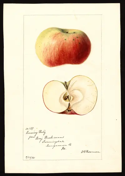 USDA watercolor illustration of Evening Party