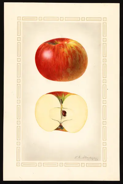 USDA watercolor illustration of Evening Party