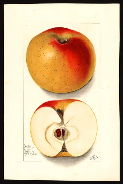 USDA watercolor illustration of Ewalt