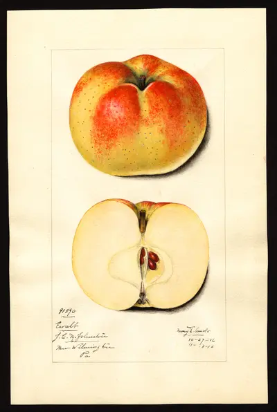 USDA watercolor illustration of Ewalt