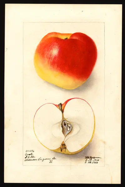 USDA watercolor illustration of Ewalt