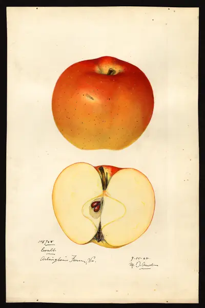 USDA watercolor illustration of Ewalt