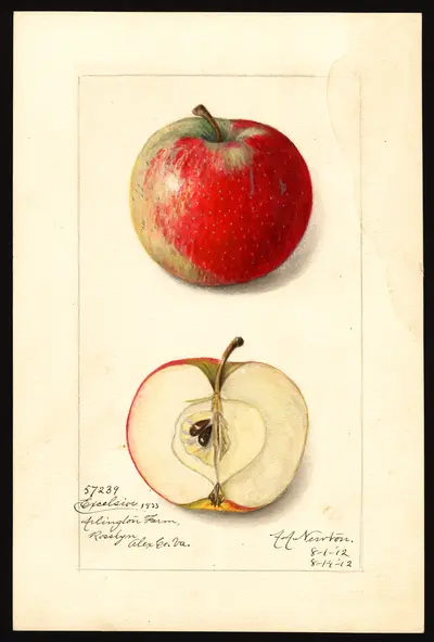 USDA watercolor illustration of Excelsior