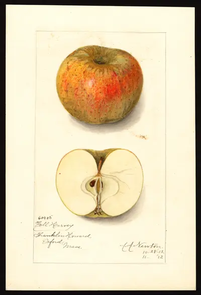 USDA watercolor illustration of Fall Harvey