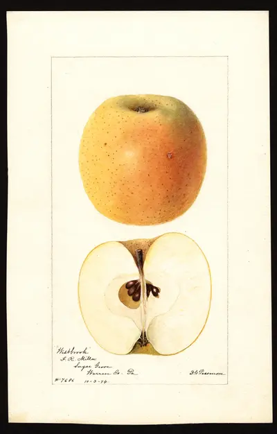 Watercolor of Fall Orange