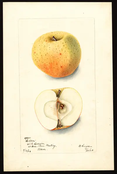 Watercolor of Elgin Pippin