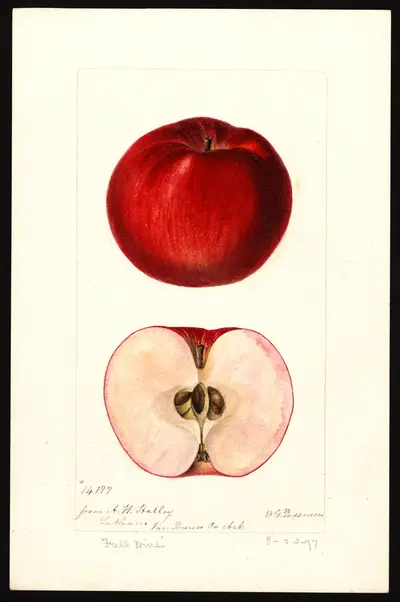 USDA watercolor illustration of Fall Wine