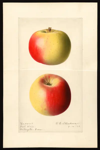 USDA watercolor illustration of Fall Wine