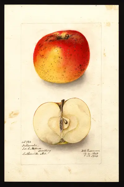 Watercolor of Fallawater