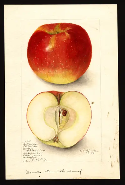 USDA watercolor illustration of Fallawater
