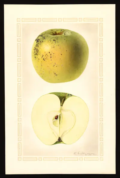 USDA watercolor illustration of Fallawater