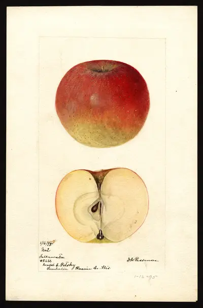 USDA watercolor illustration of Fallawater