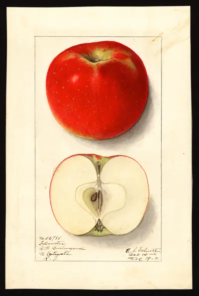 USDA watercolor illustration of Fallawater