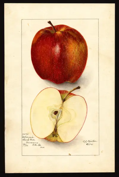 USDA watercolor illustration of DELICIOUS
