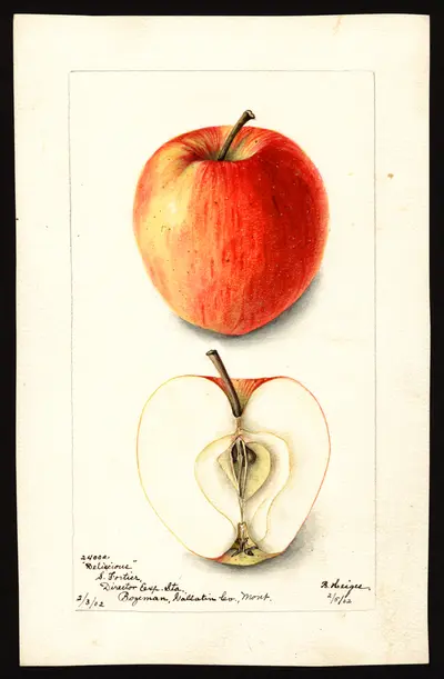 USDA watercolor illustration of DELICIOUS