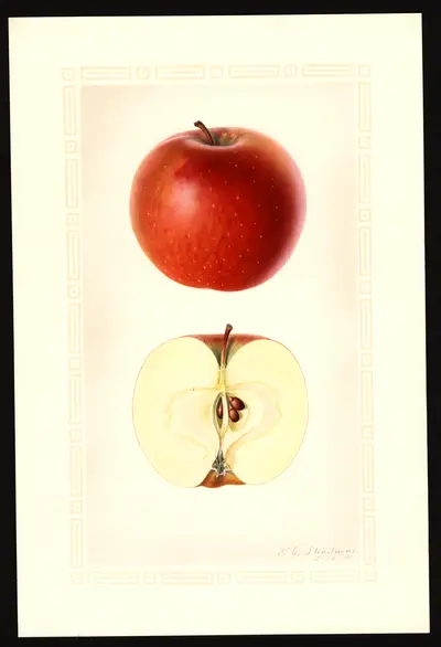 USDA watercolor illustration of DELICIOUS
