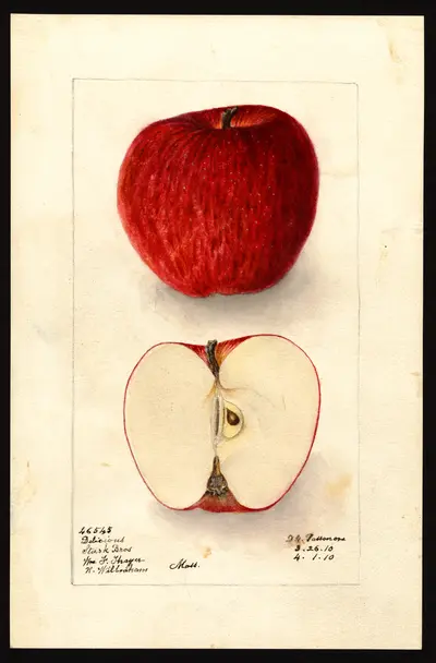 USDA watercolor illustration of DELICIOUS