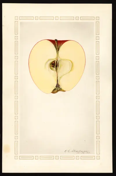 USDA watercolor illustration of DELICIOUS