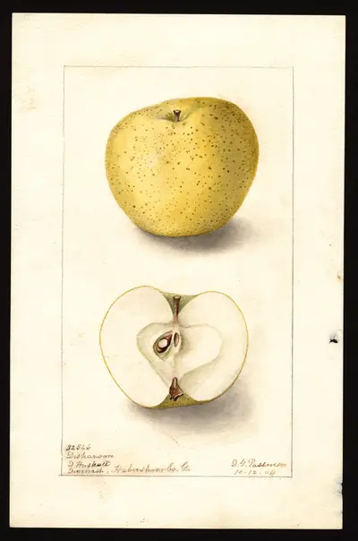 Watercolor of Disharoon