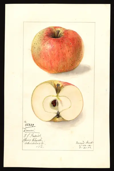 USDA watercolor illustration of Domine