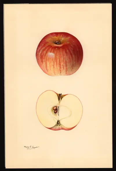 USDA watercolor illustration of Domine